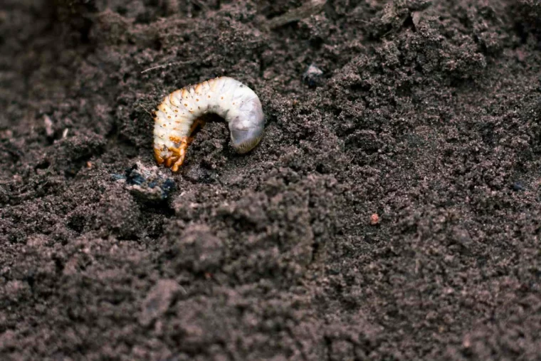 un grand vers blanc dans la terre