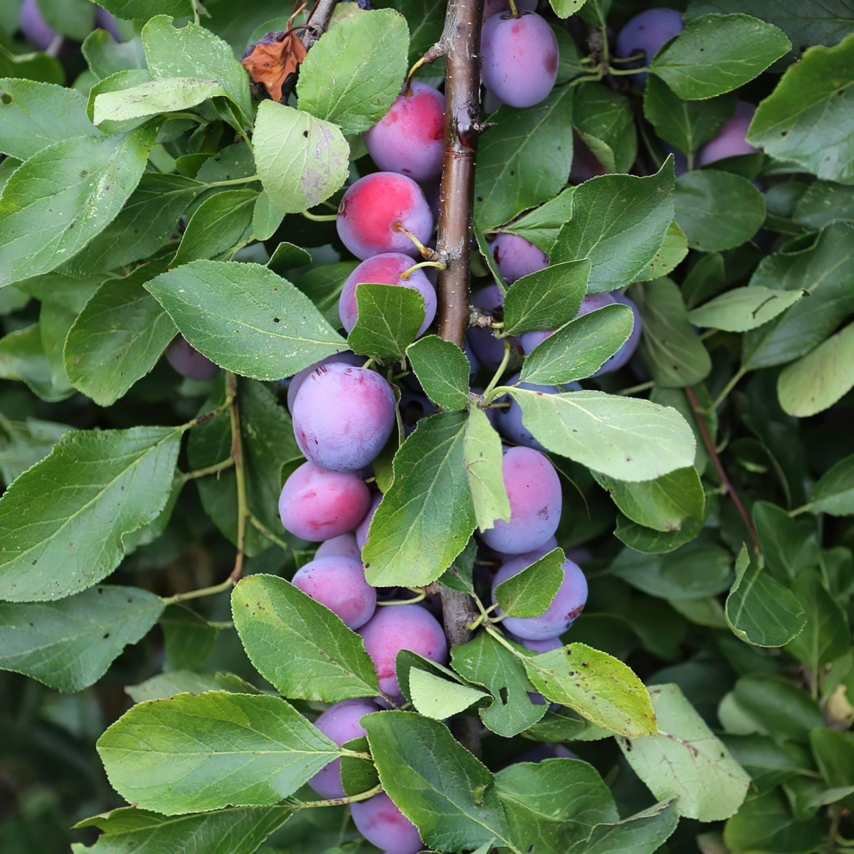 arbres fruitiers feuillage prunus cerasus variete cerisier acide