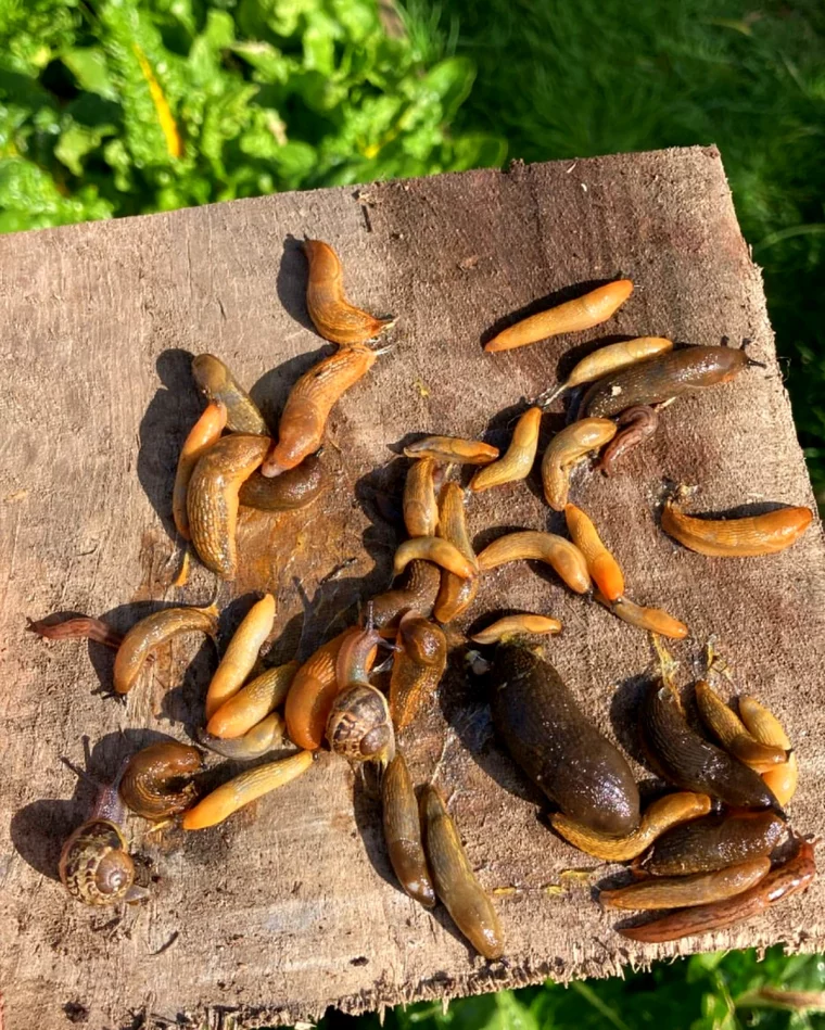 astuces ecologiques pour se debarrasser des limaces et des escargots planche en bois