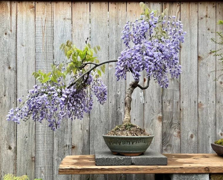 cloture planches bois table jardin pot glycine floraison