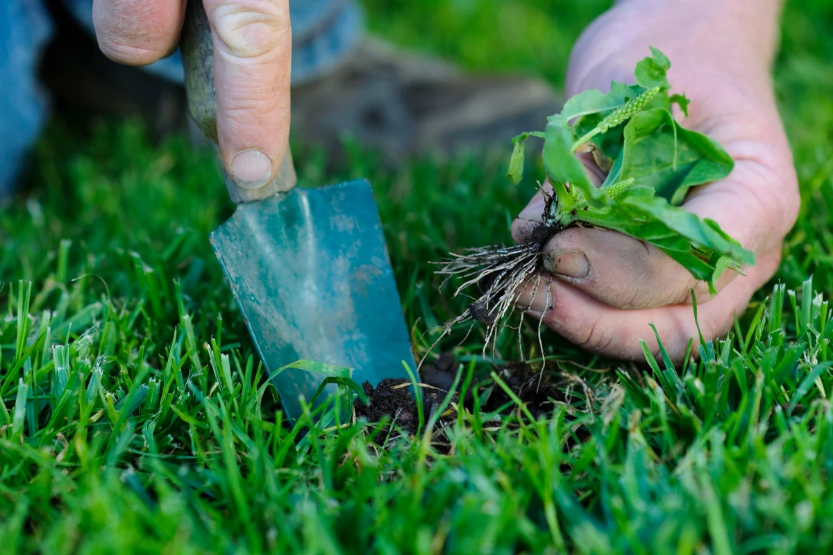 comment semer la terre sans retourner la pelouse
