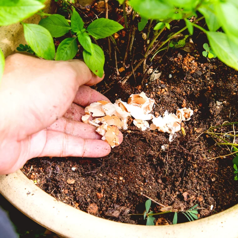 coquilles d oeufs pour proteger le jardin des limaces et des escargots