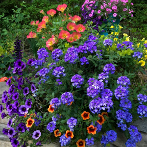 fleurs de rocaille resistant a la chaleur fleurs bleues violettes oranges jardin