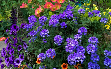 fleurs de rocaille resistant a la chaleur fleurs bleues violettes oranges jardin