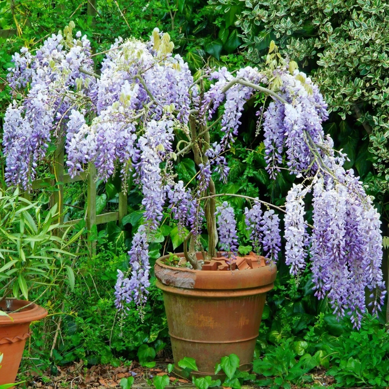 glycine en pot terre cuite cloture bois jardin arbustes feuillage vert