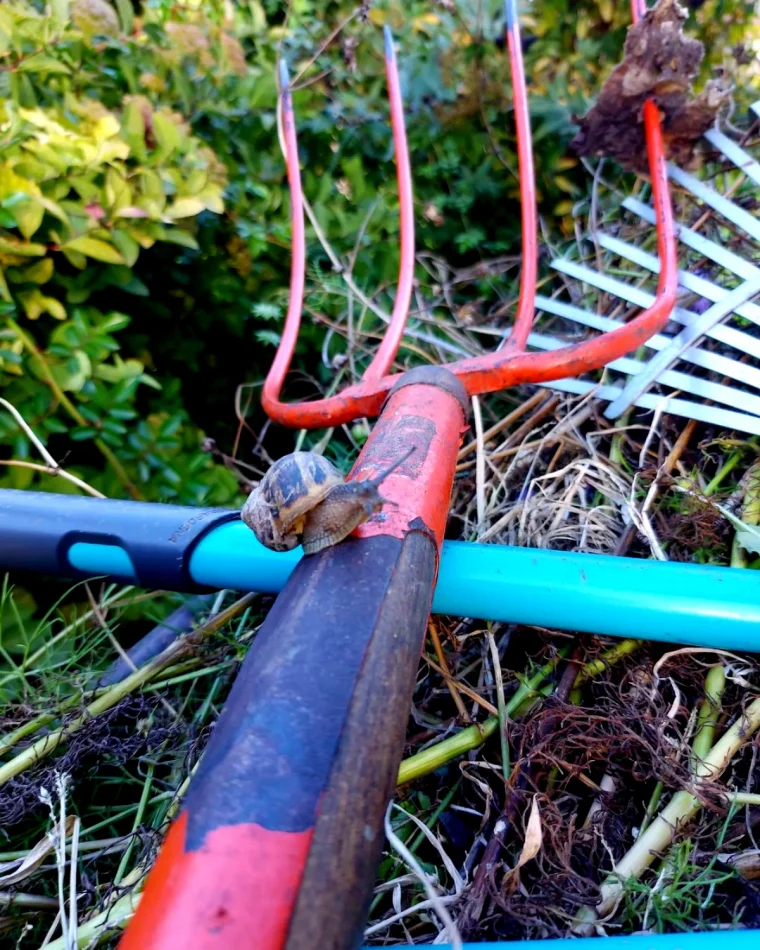 invasion de limaces et d escargots en france jardun une beche rouge