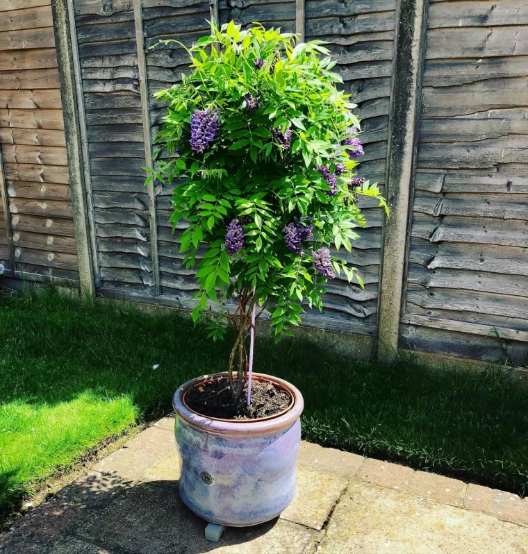 jardin pelouse cloture bois pot glycine sur une seule tige floraison