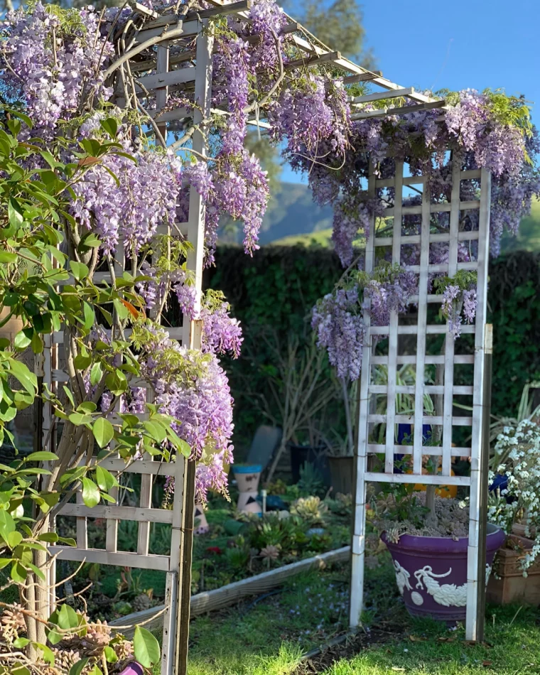 pergola structure bois blanc jardin pots grands terre cuite