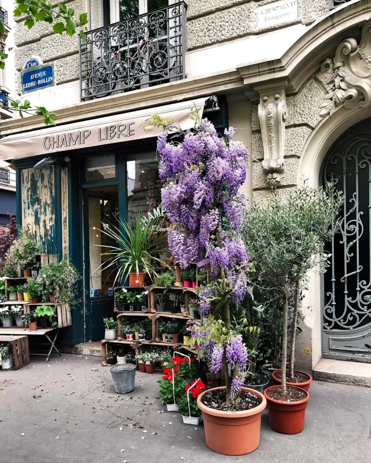 plantes vertes palmier wisteria en pot balcon terrasse rue