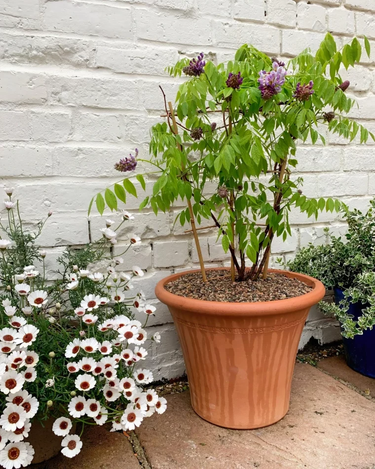 pot terre cuite arrosage glycine feuillage floraison plantes mur briques blanches