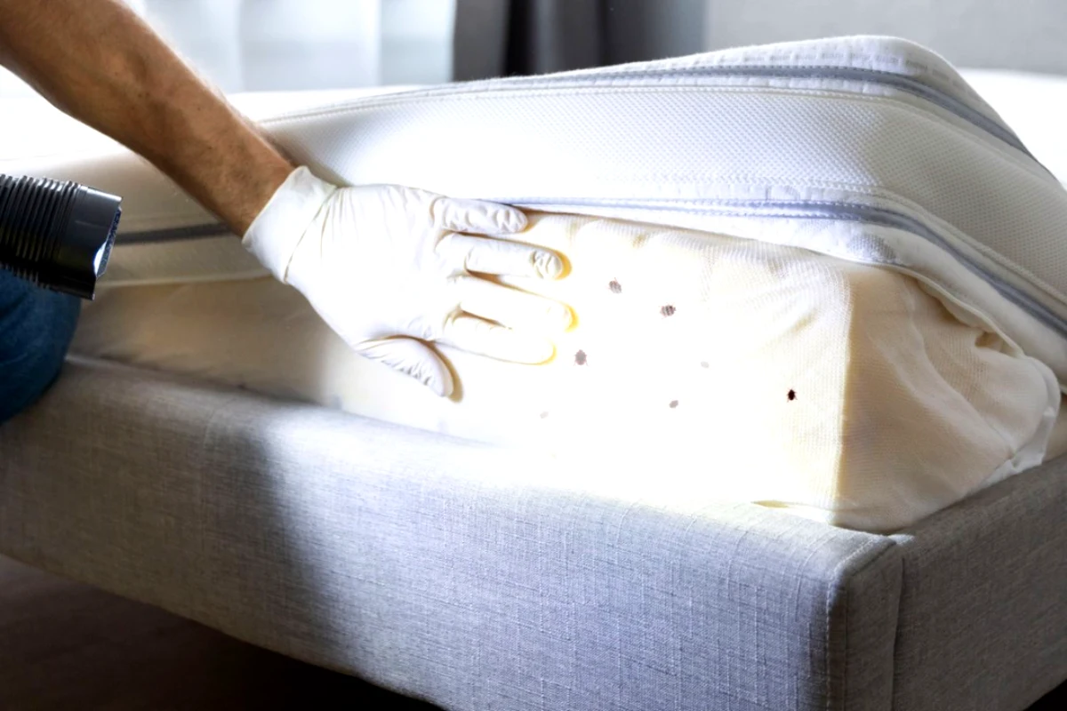quelles odeurs font fuire les punaises de lit matelat main d homme en gant blanc