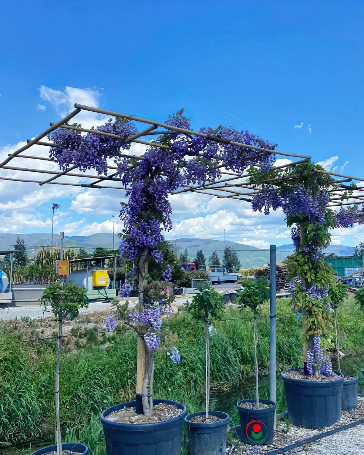 structure wisteria grimpant pots pergola plante fleurie violette