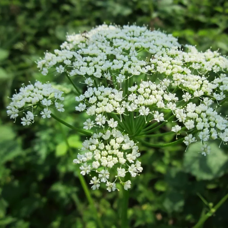 aegopodium podagraria tige longue egopode plante sauvage