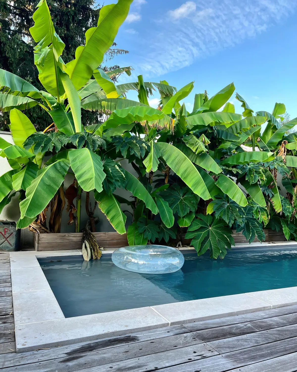 amenagement paysager autour d une piscine plantes tropicales