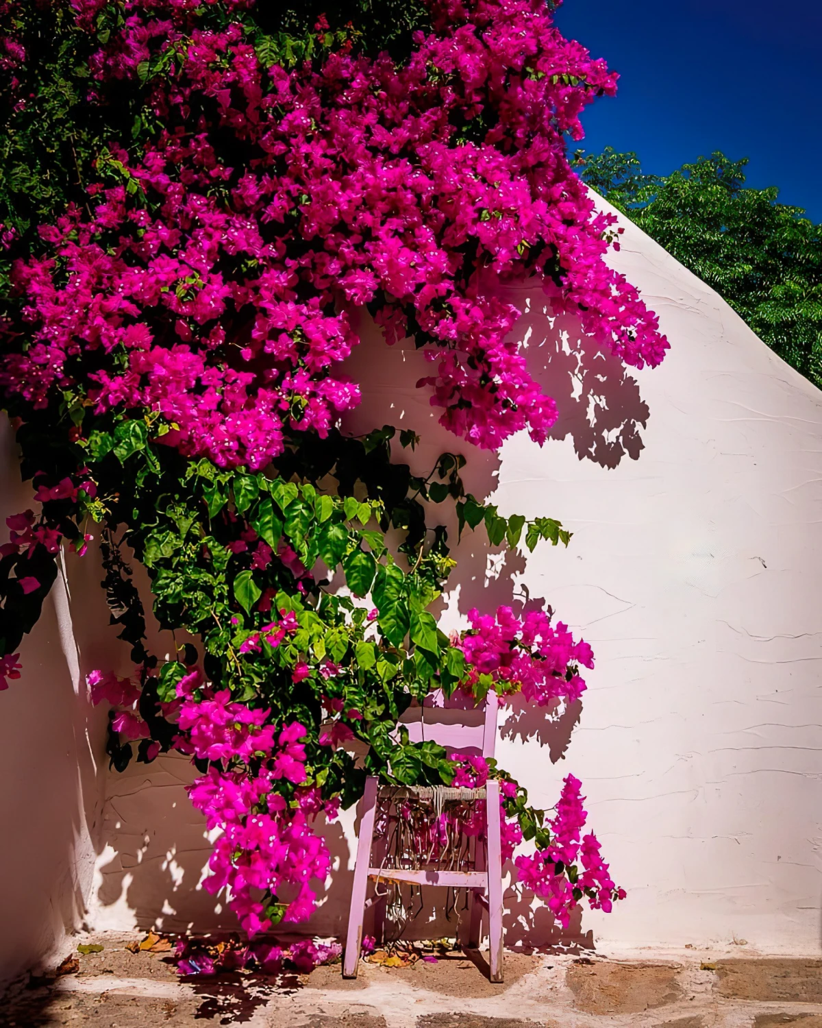 bougainvillier fleurs floraison mur peinture rose pastel echelle