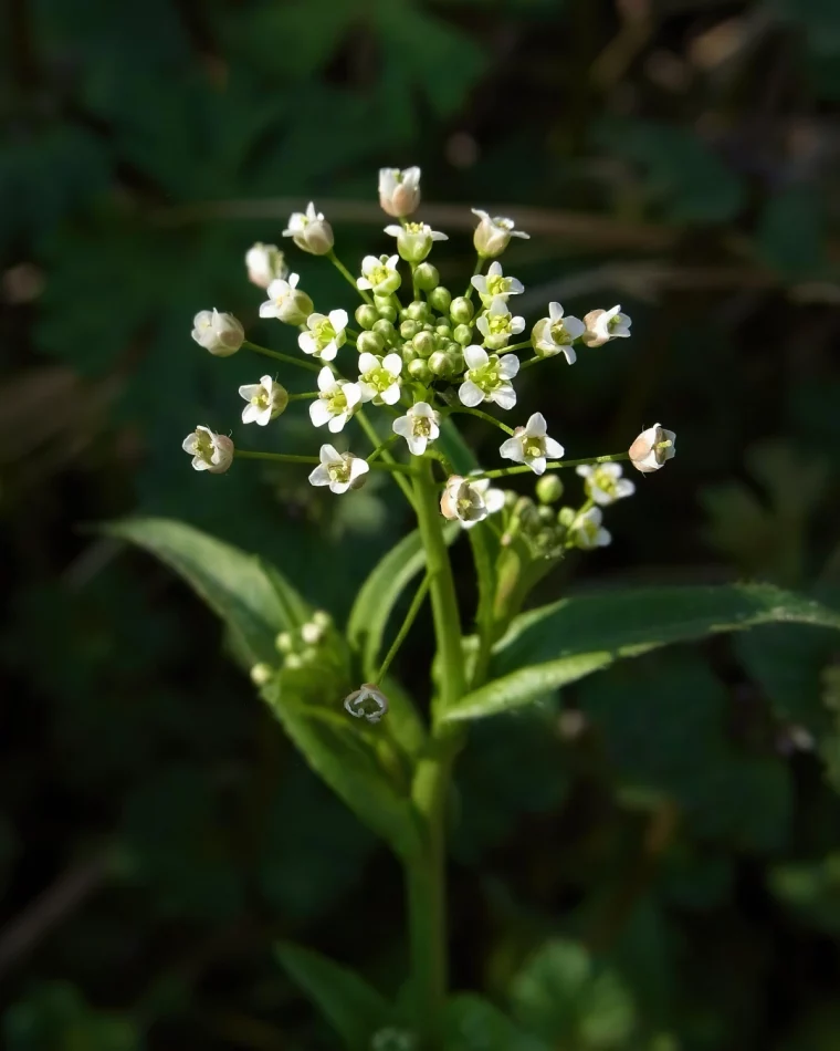 bourse a pasteur tige longue feuilles vertes fleurs blanches