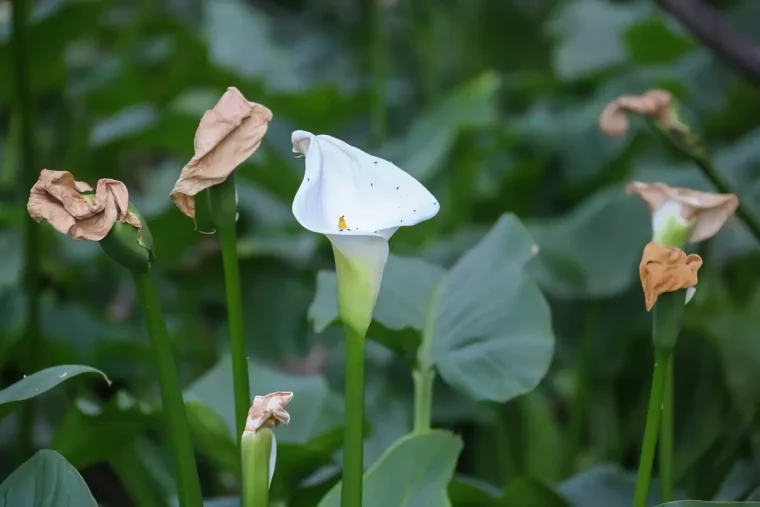 calla aux fleurs fannees que faire conseils