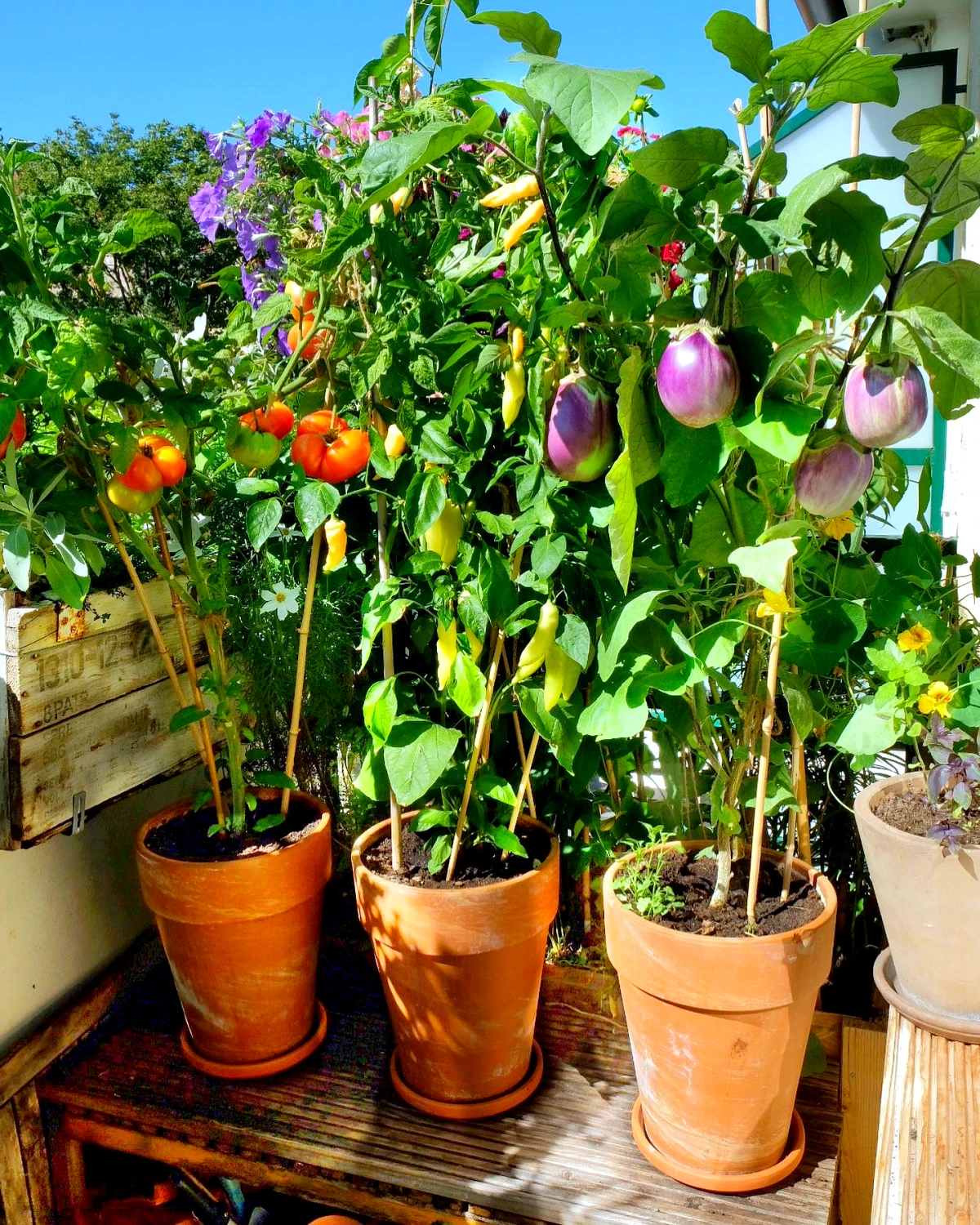 comment avoir des tomates bio sur le balcon