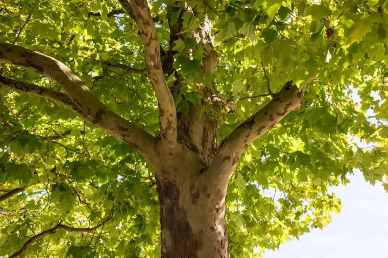 comment bien choisir arbre a croissance rapide pour ombre