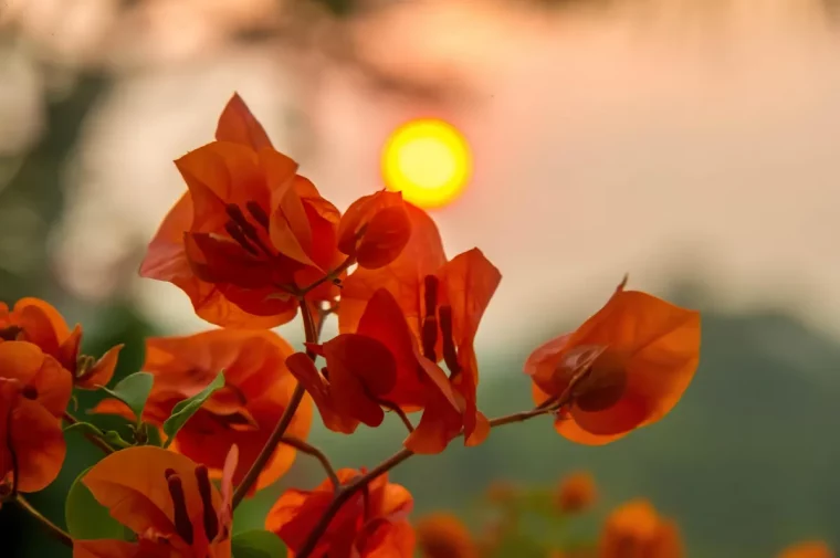 comment bien entretenir les plantes a floraison pendant l ete