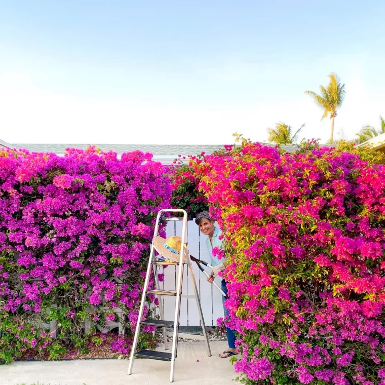 comment bien tailler un bougainvillier trop grand astuces