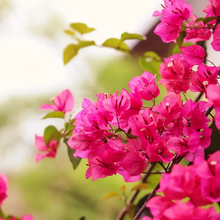 comment faire pour avoir un bougainvillier bien fleuri guide pratique