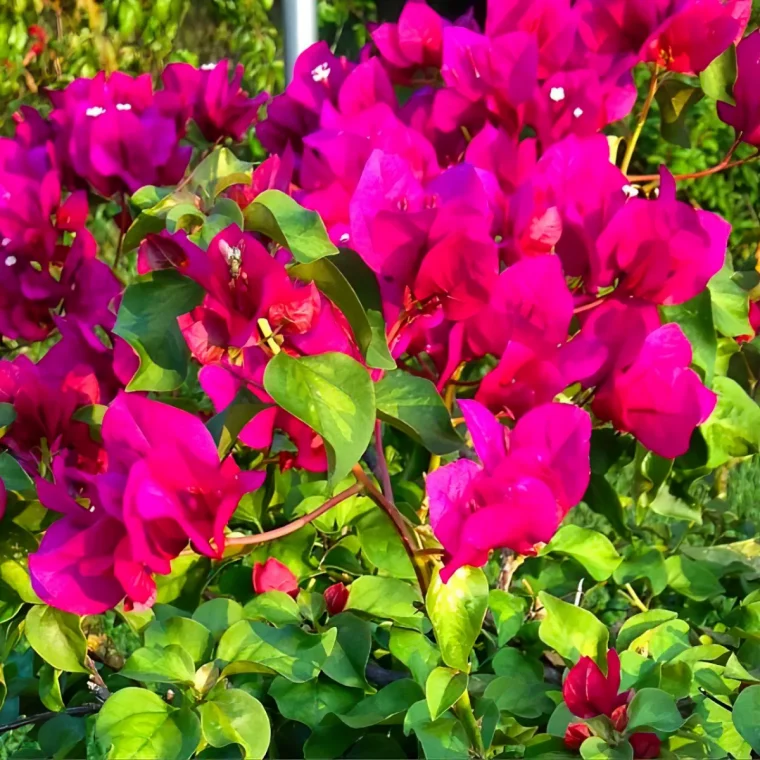 comment faire pour booster la floraison de la bougainvillee