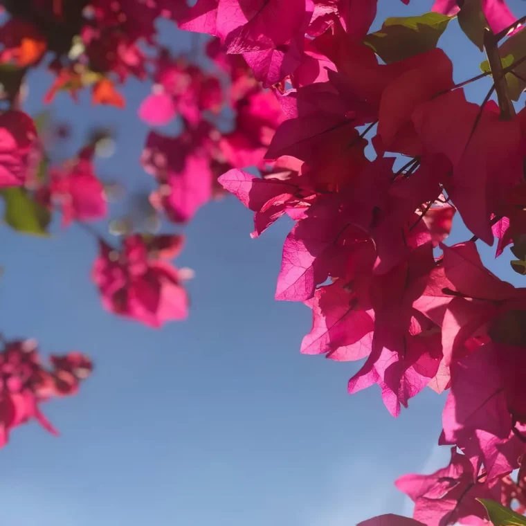 comment faire pour faire fleurir le bougainvillier