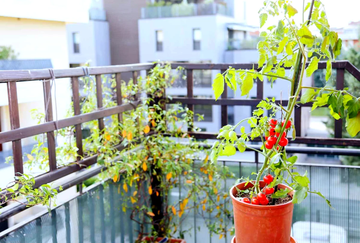 comment planter des tomates en conteneur terrasse