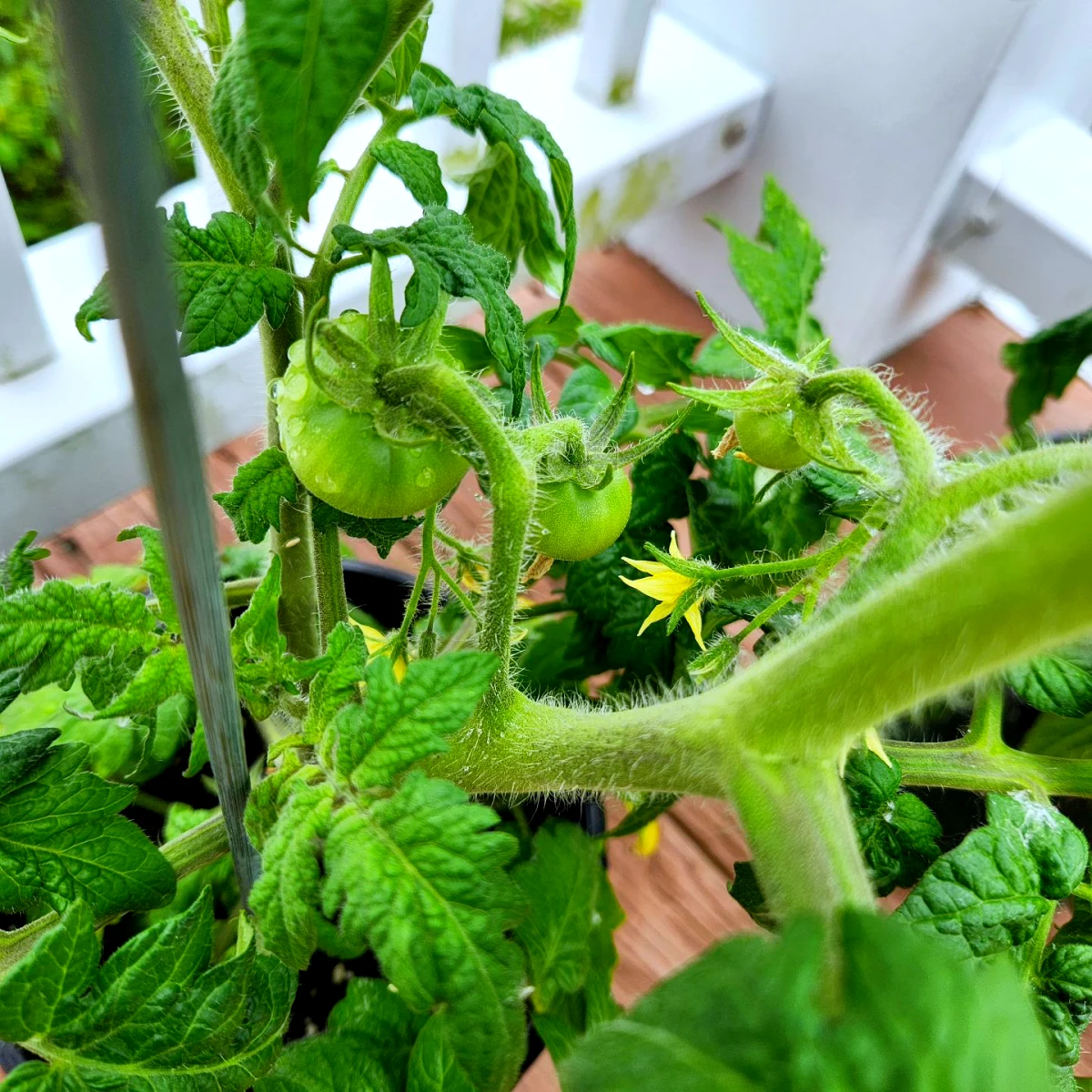 comment planter des tomates en pot fruit vert feuilles vertes