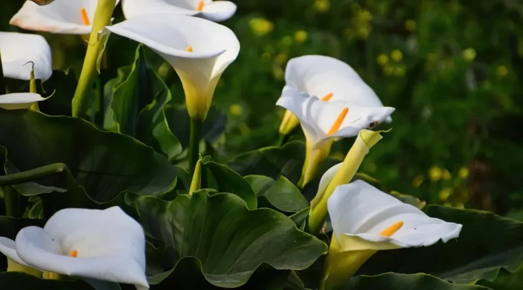 conseils d experts pour avoir de beaux arums