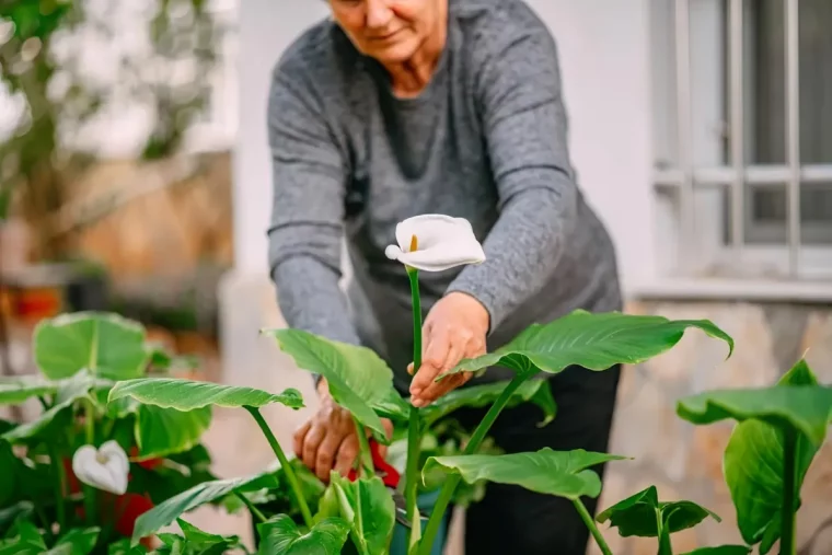 faut il couper les fleurs fanees des arums selon les experts