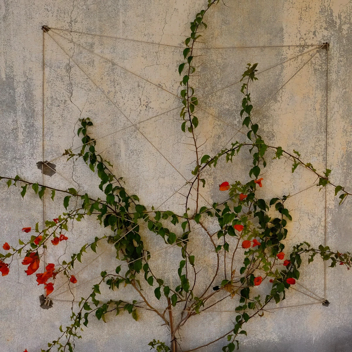 fixation plante grimpante sur mur treillis fil de fer corde fixation crochets