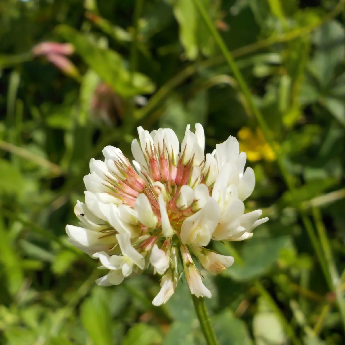 floraison plante indesirable trefle blanc tige longue nature sauvage