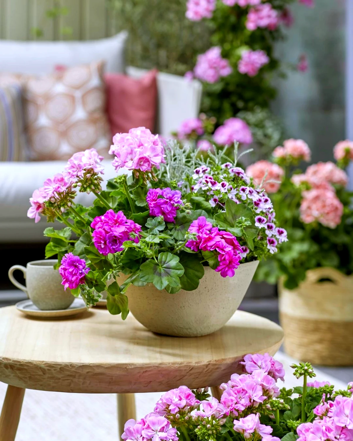 geraniums roses dans un pot fleurs pour secheresse