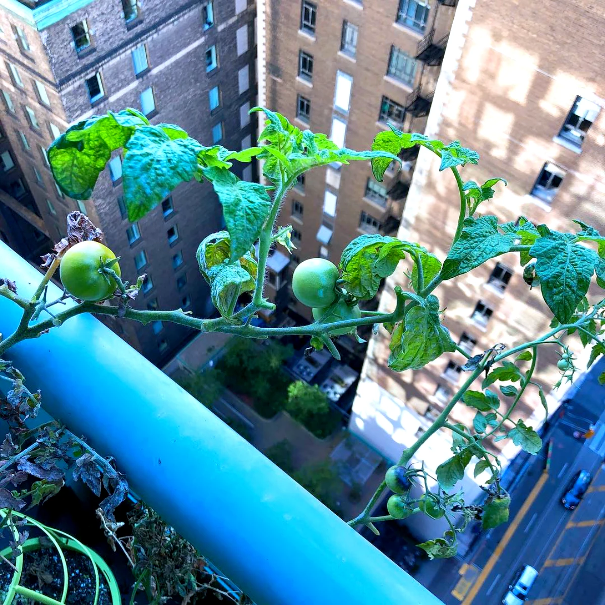 image de tomates cerises encore vertes sur le balcon batiments
