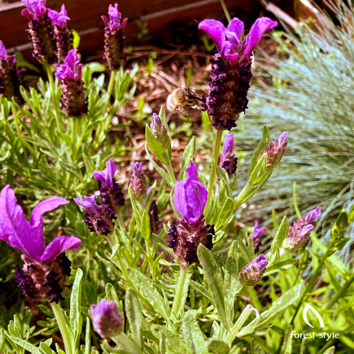lavande fleurs violettes resitantes a la chaleur
