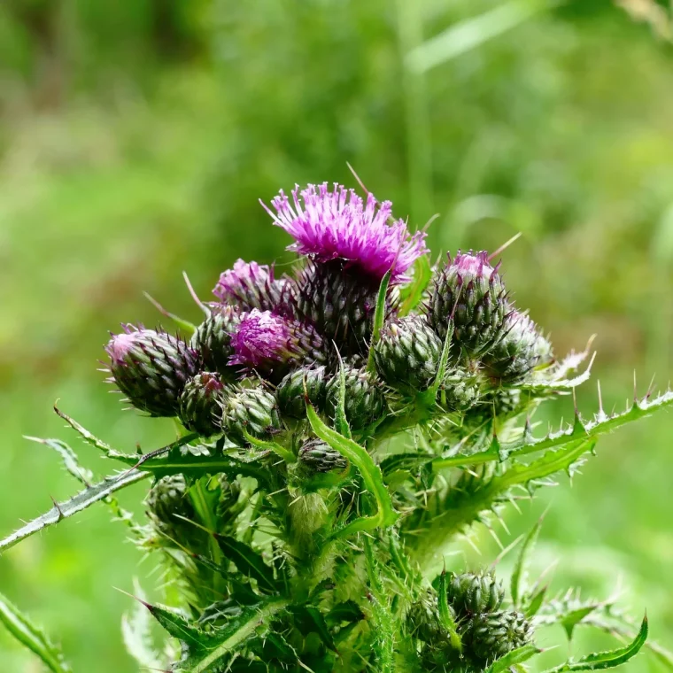 liste des mauvaises herbes avec photo plante indesirable nature