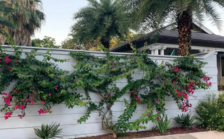 mur exterieur plantes grimpantes bougainvillier bordure palmiers