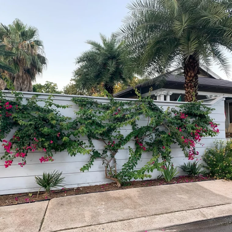 mur exterieur plantes grimpantes bougainvillier bordure palmiers