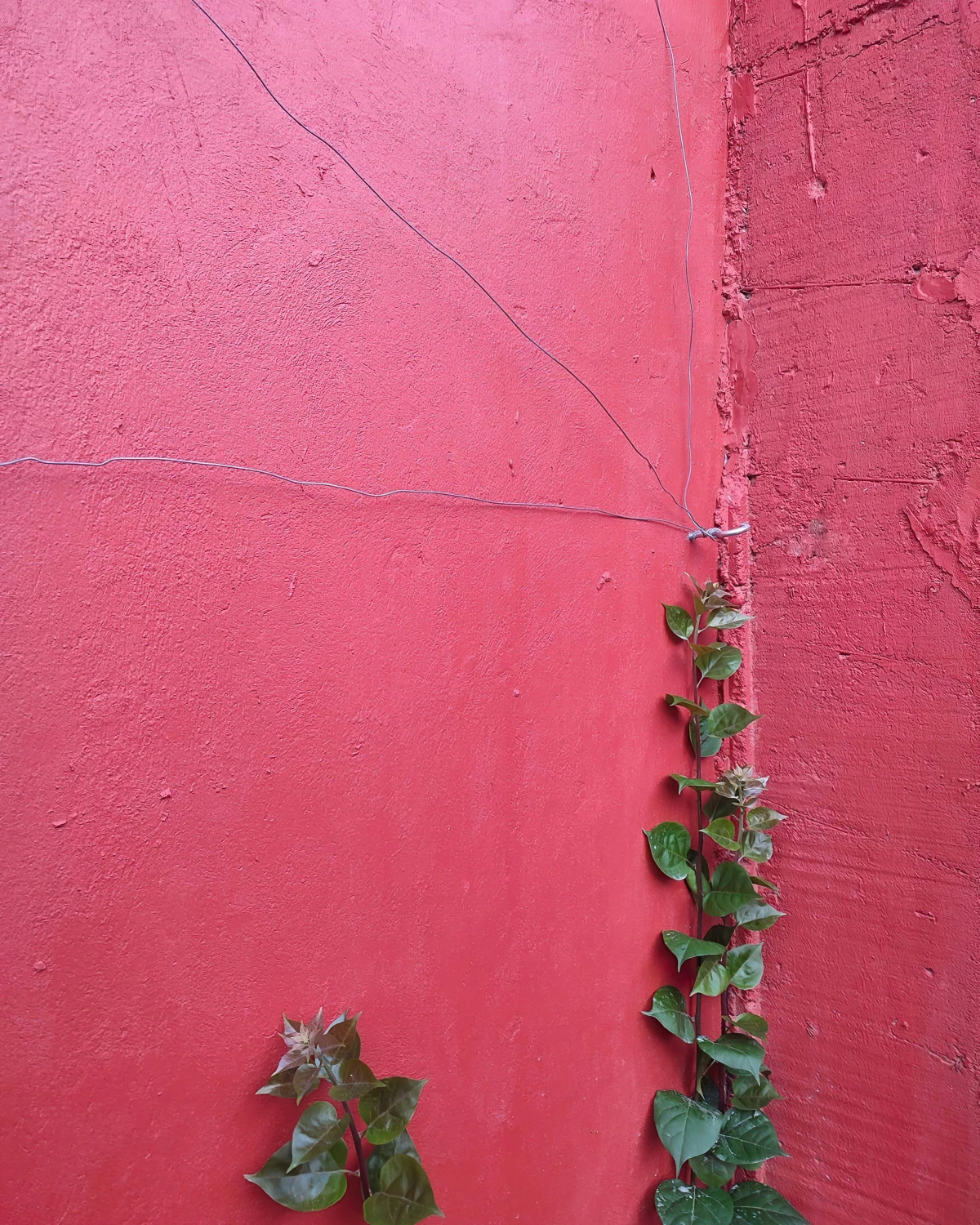 mur peinture rose fuchsia treillis diy avec cables fer fixation plante grimpante