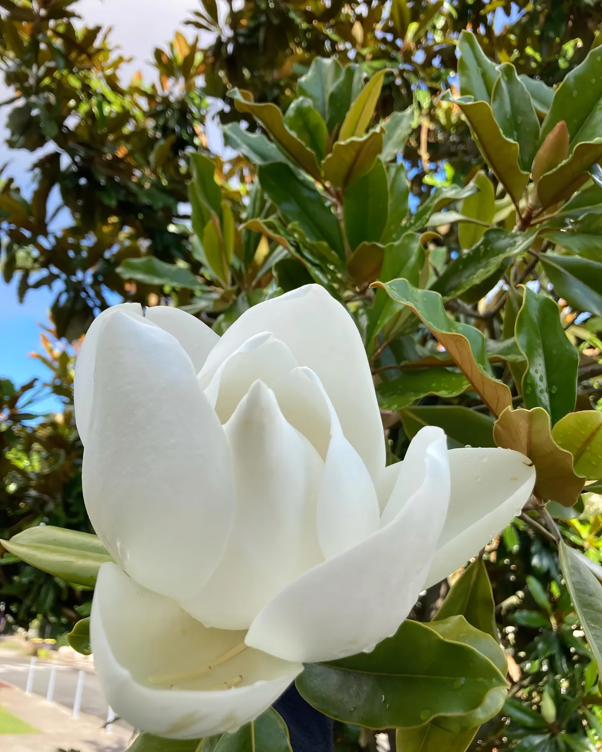 ou et comment planter le magnolia grandiflora conseils