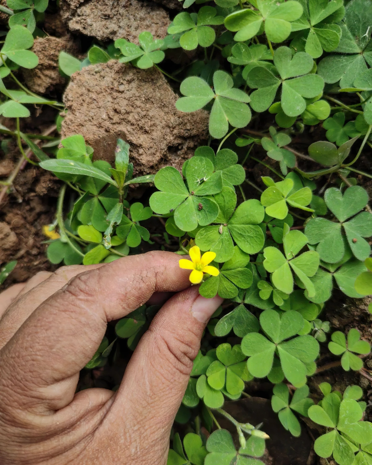 oxalis corniculata fleur jaune minuscule sol feuillage