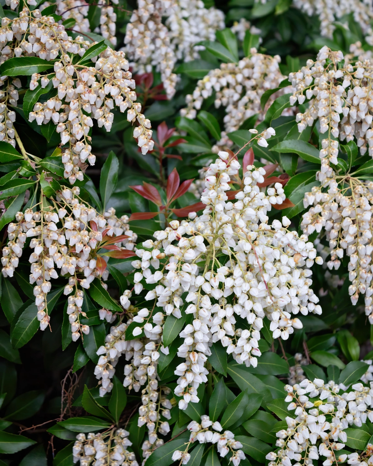 pieris japonica floraison feuillage pointu vert fonce brillant fleurs blanches