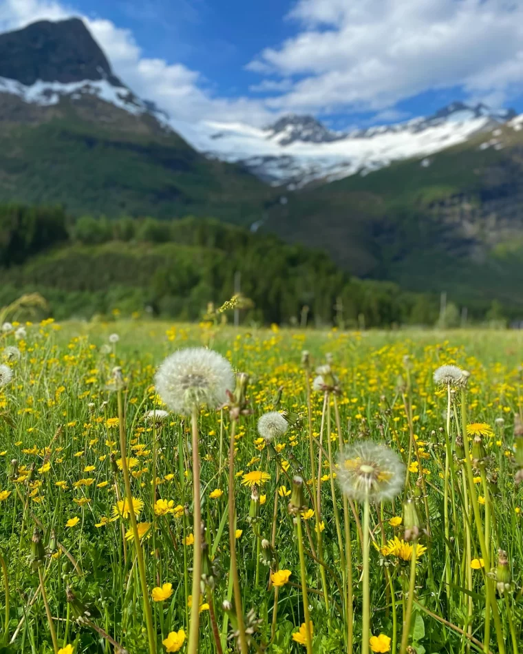 pissenlit champs nature vue montagnes sommets enneiges ciel nuages blanches