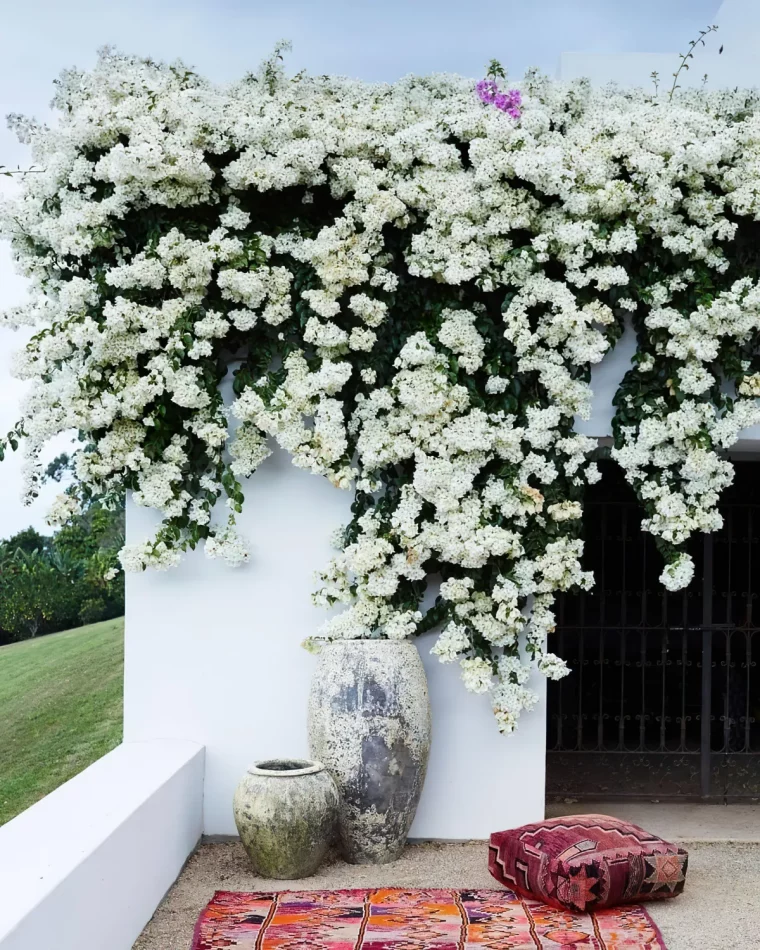 plante grimpante toute fleurie floraison blanche