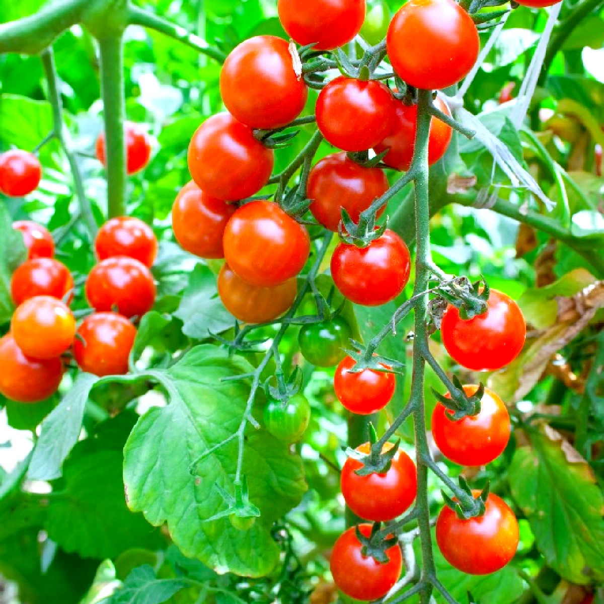 planter des tomates cerises sur son balcon fruits rouges