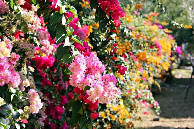 quelle variete de fleur a floraison choisir en 2024