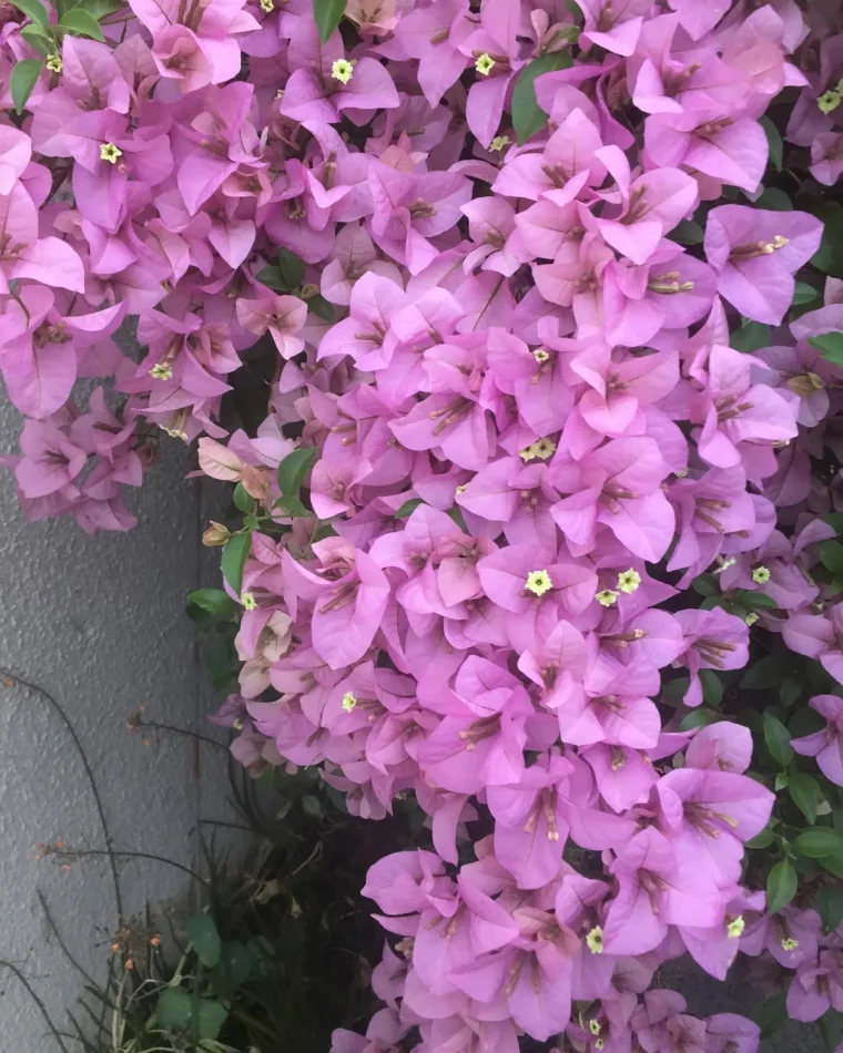 quels soins d ete pour un bougainvillier