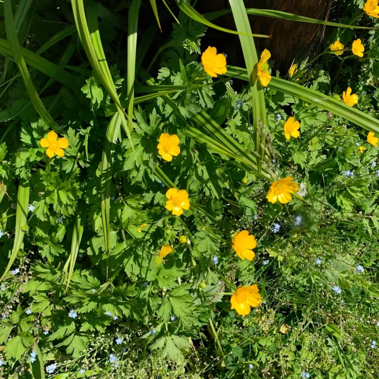 renoncule rampante fleurs jaunes jardin mauvaises herbes soleil sol